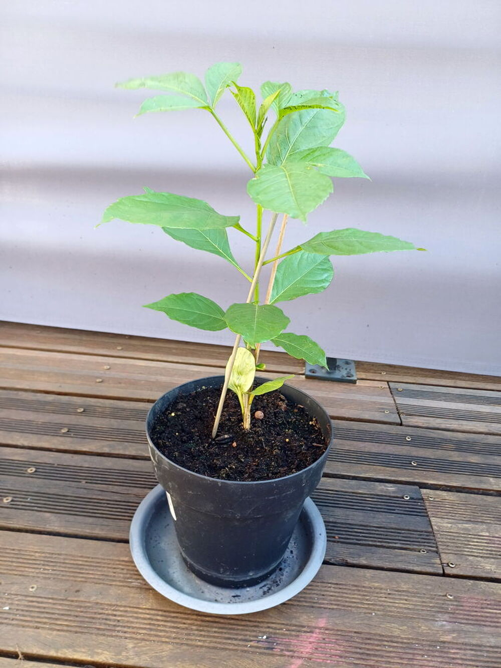 Charmant BAOBAB hauteur 50cm Jardin