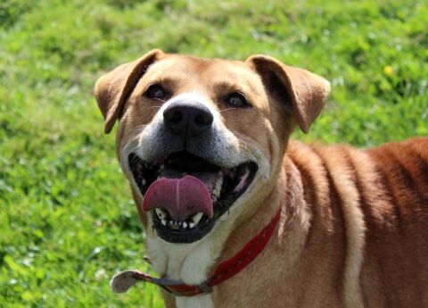 TAI, adorable crois Golden Retriever  adopter 18210 Vernais