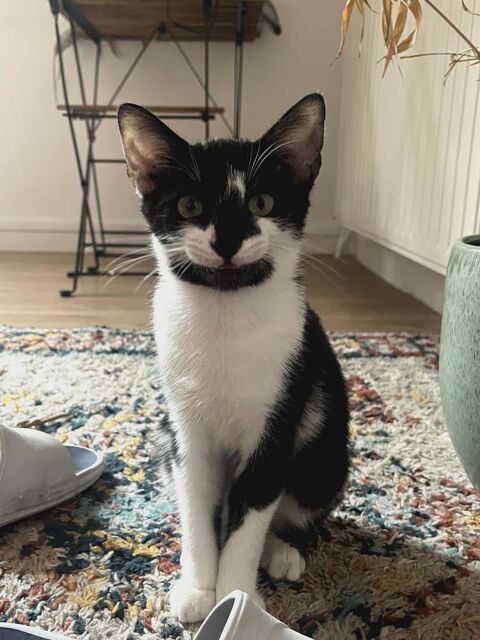 Milo un petit tr&eacute;sor &agrave; rencontrer ! 180 75003 Paris