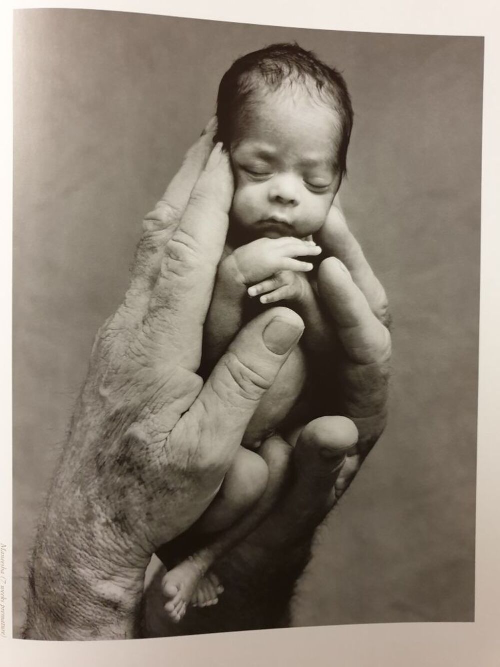 Calendrier ANNE GEDDES b&eacute;b&eacute;s poupons photos artistiques 