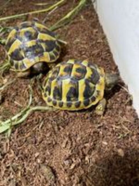   Tortue de terre  