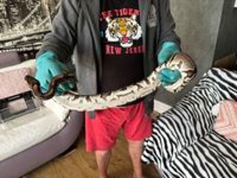   Python  Regius 