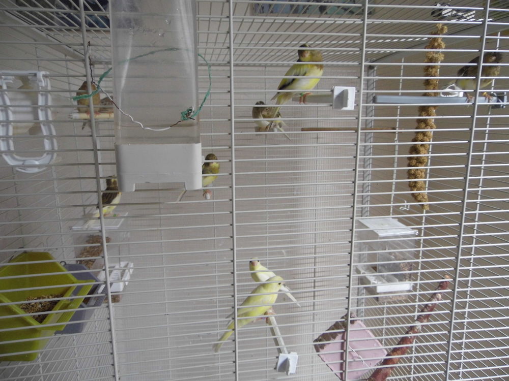   canari 