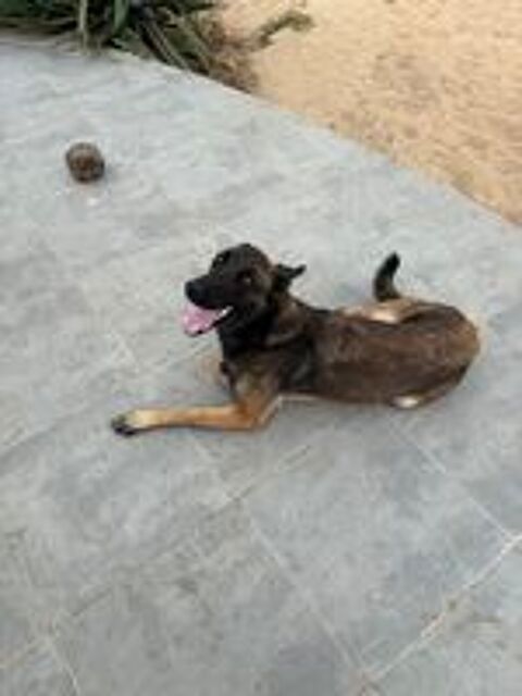   Contre bons soins Uta malinois  