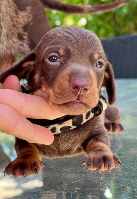 Sublime teckel Kaninchen chocolat male lof 3500 30210 Argilliers