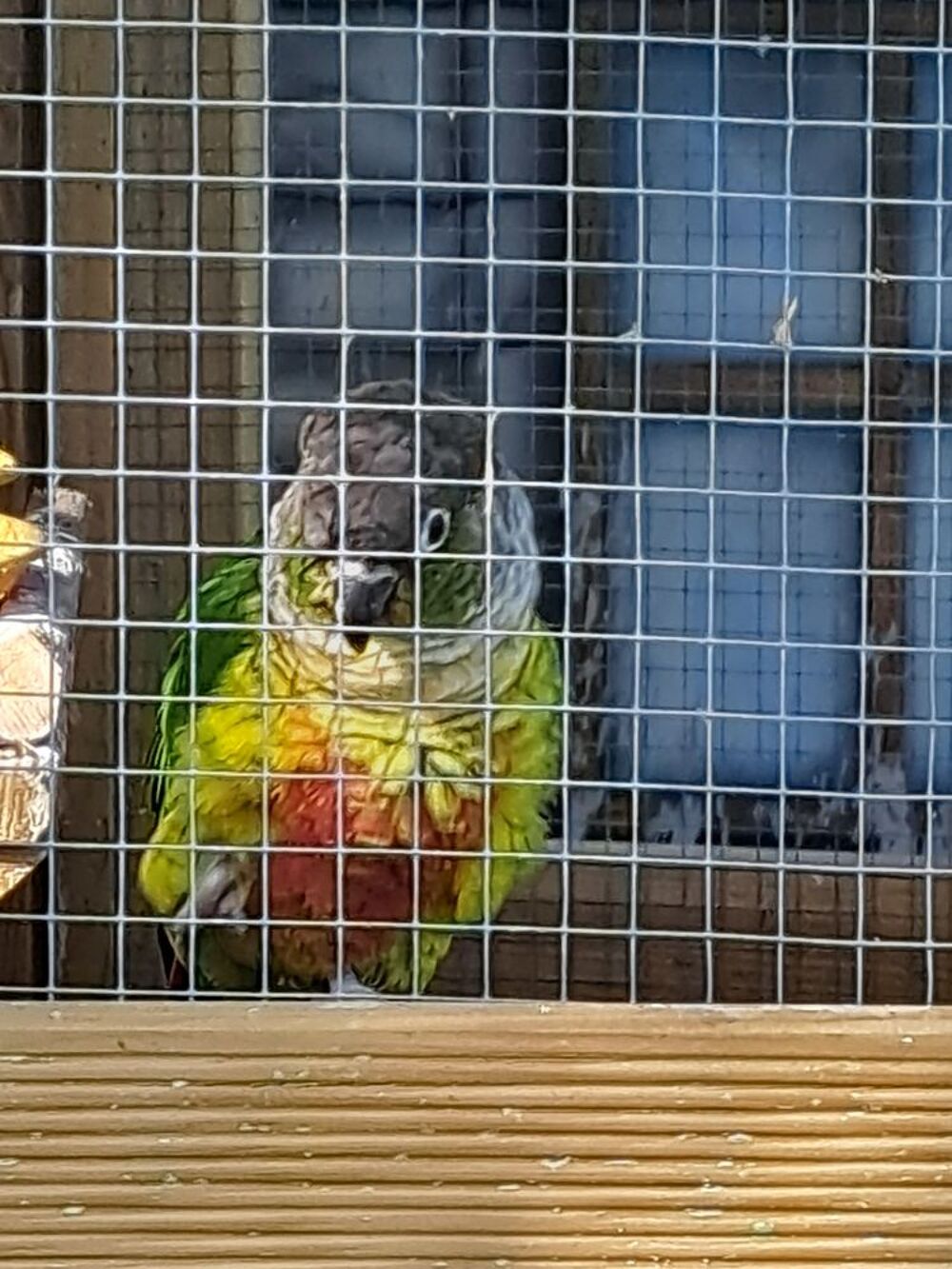  Conure molinae  