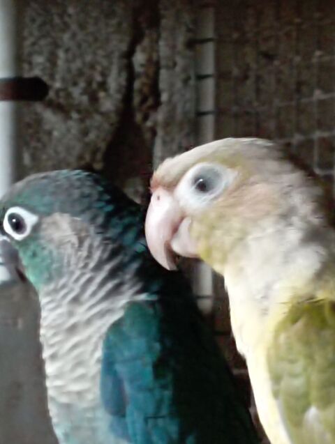 conure eam 220 89520 Levis