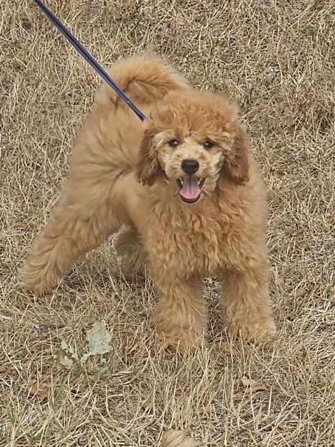 chiot caniche nain male fauve abricot 1500 72120 Saint-calais