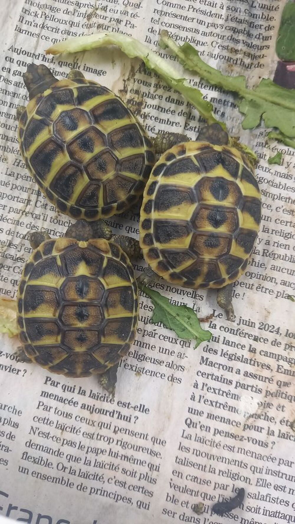   . Jeunes tortues d Ermann 