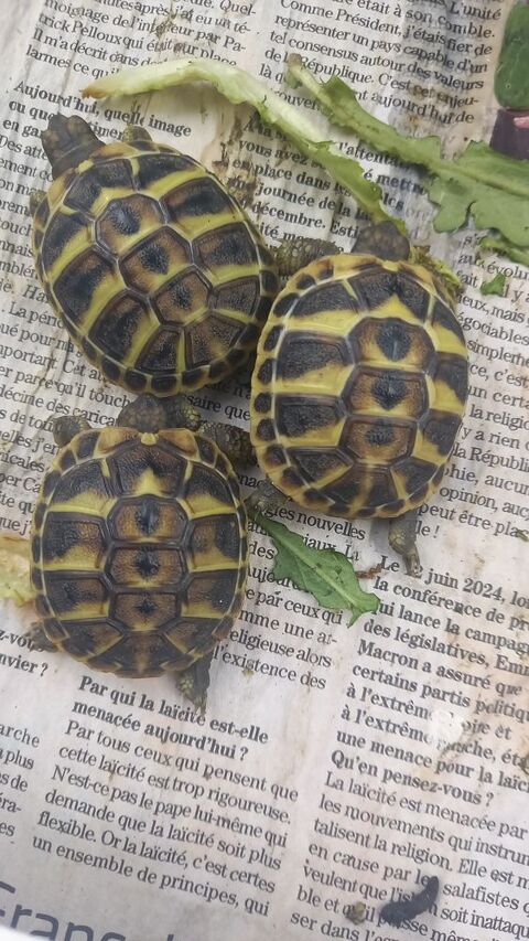 . Jeunes tortues d Ermann 60 34170 Castelnau-le-lez