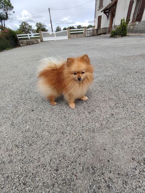 Spitz allemand 600 87320 Darnac