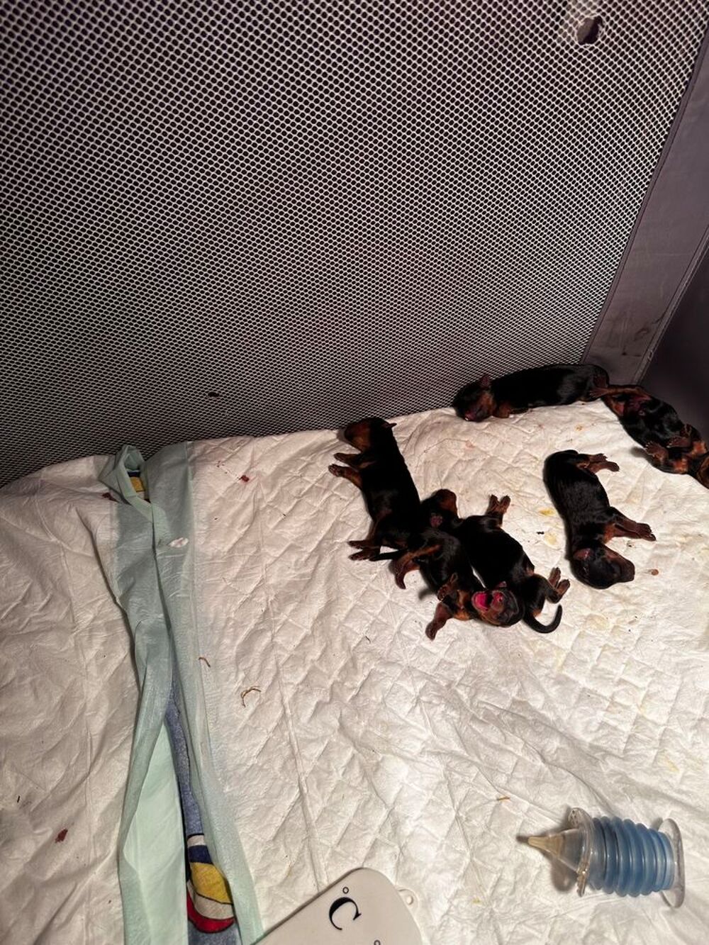   chiot yorkshire a reserver mâles et femelle  