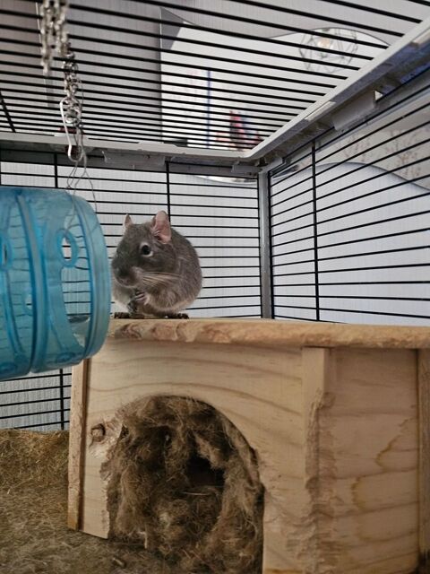 Octodon  0 13130 Berre-l'tang