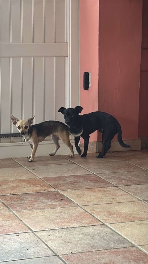 Mini Luna ! 350 78000 Versailles
