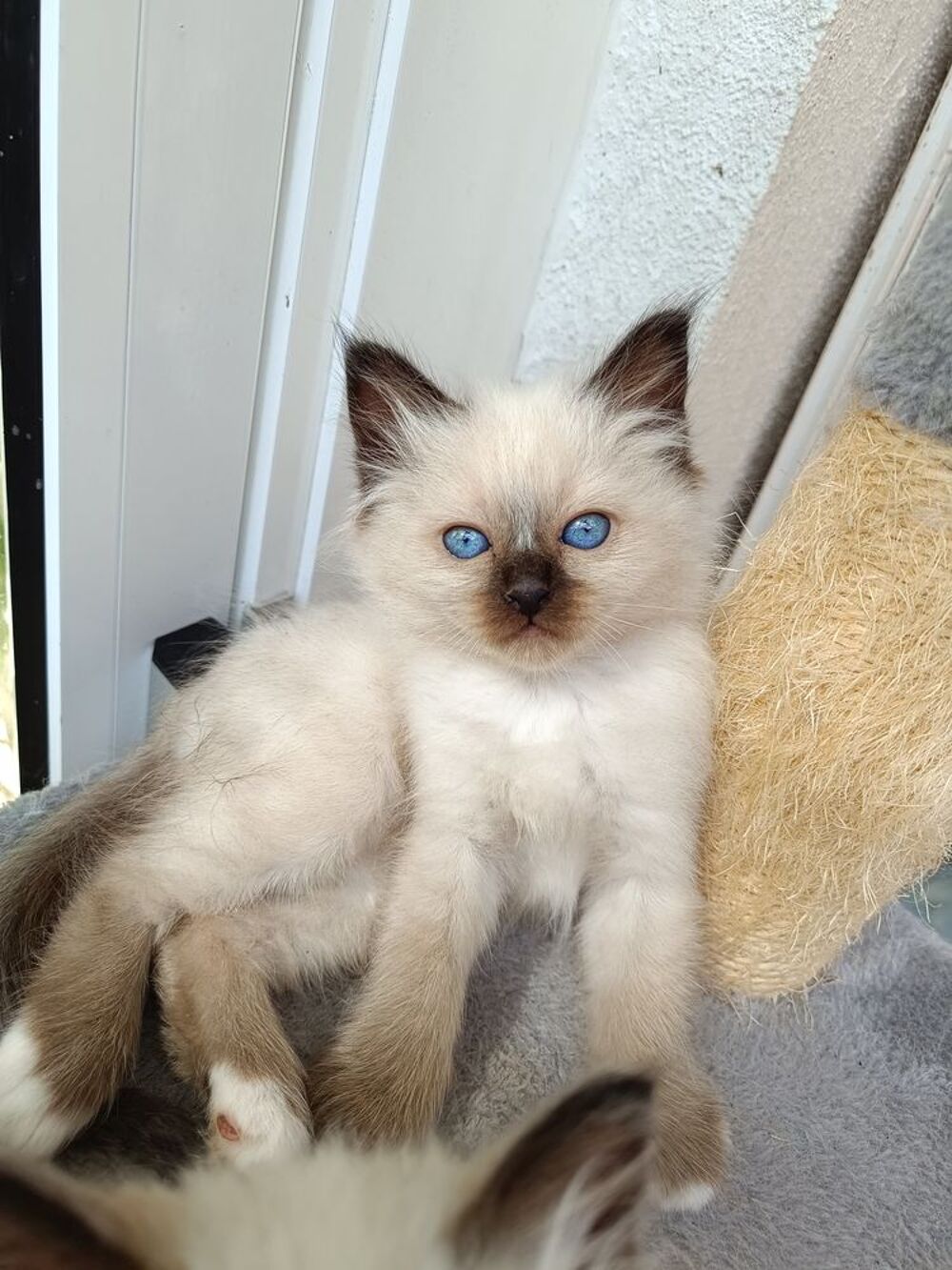   Chatons Sacre de Birmanie
