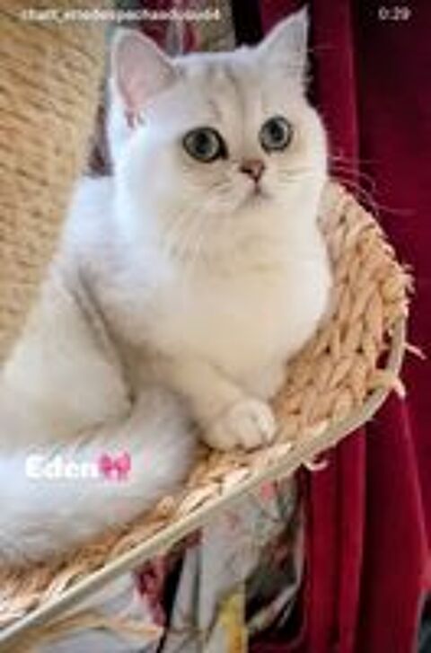   Magnifique chatonne British Shorthair – Blanchette 