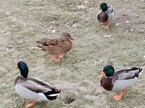 Colverts 15 63120 Sermentizon