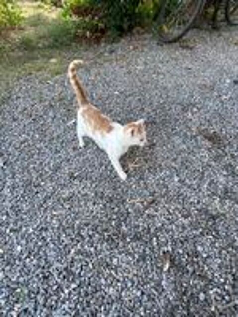   Chatte 