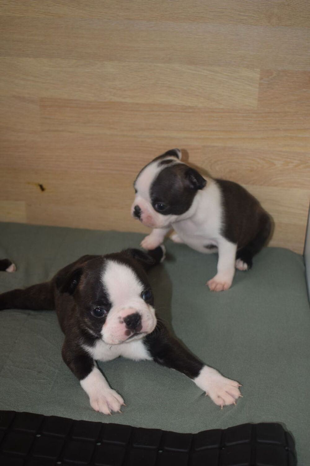   Chiots Boston Terrier non lof issus de parents lof 
