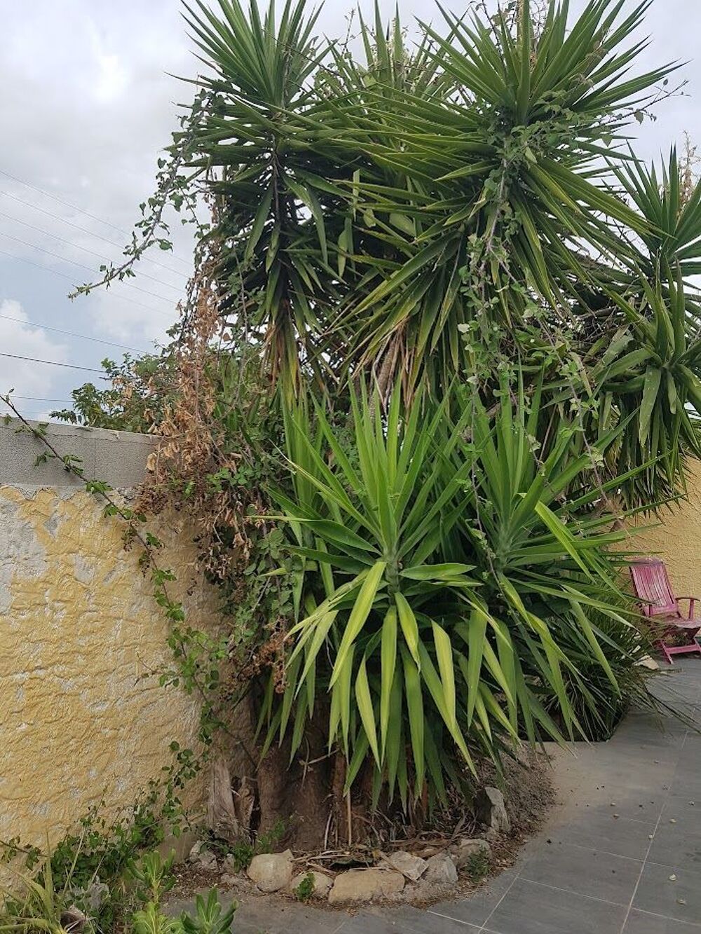 Yucca g&eacute;ant Jardin