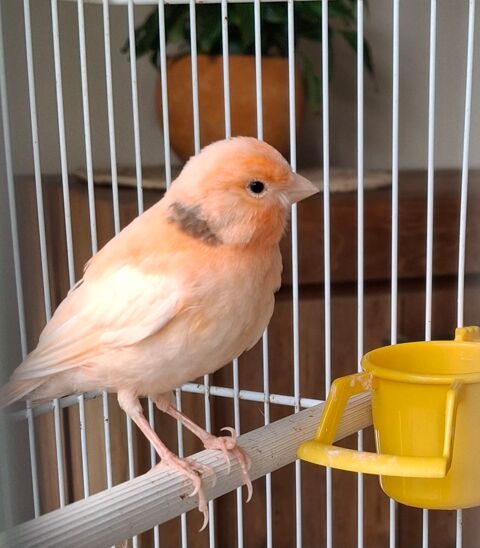 Canari m&acirc;le 1 35360 M�dr�ac