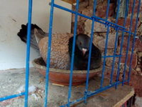   Pigeons sottobanca  cauchois 