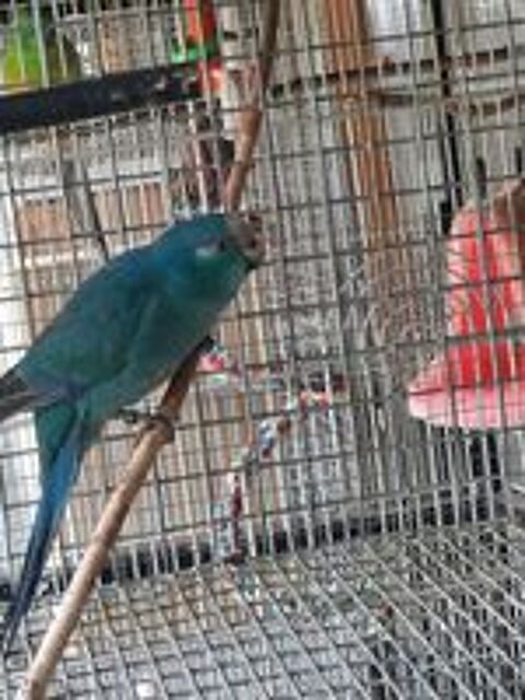   Kakariki MÂLES x 2 , 1 turquoise et 1 turquoise panaché  