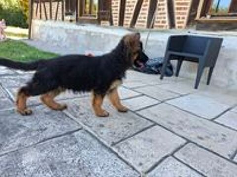   Chiot Berger Allemand poil long LOF
