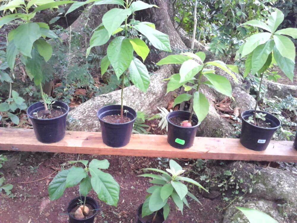 Plants avocatiers et manguiers Jardin
