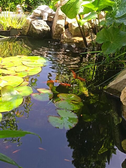 Recherche. Guppy, molly, tanichtis, 
Medaka, notropis, 
Caen 1 14123 Cormelles-le-royal