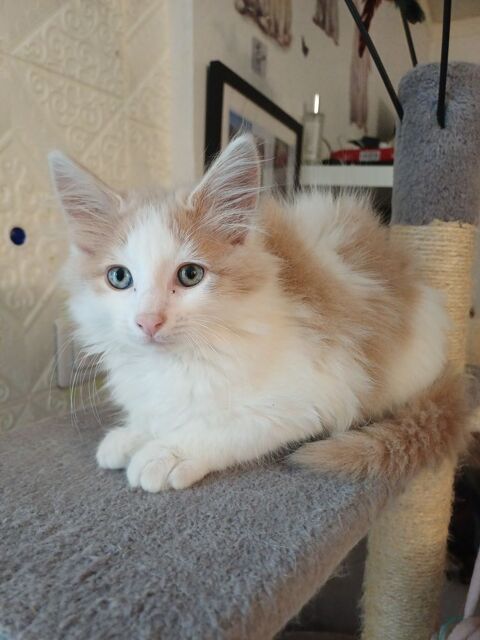 Chaton norv&eacute;gien/angoras turc 550 03500 Bransat