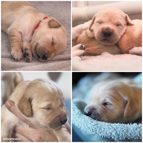 Chiots Golden Retriever LOF - Banlieue parisienne 1600 94240 L'ha-les-roses