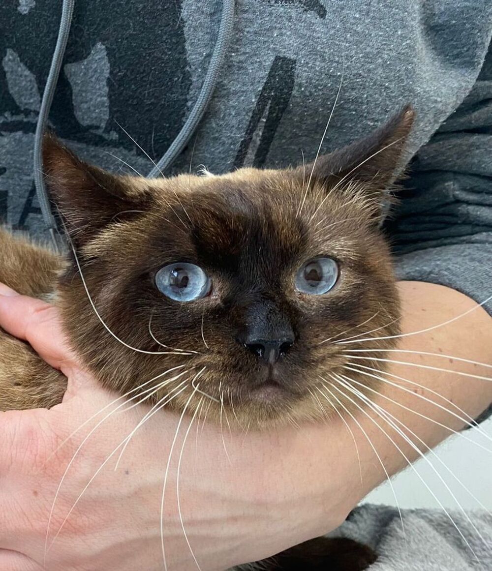   OSCAR  