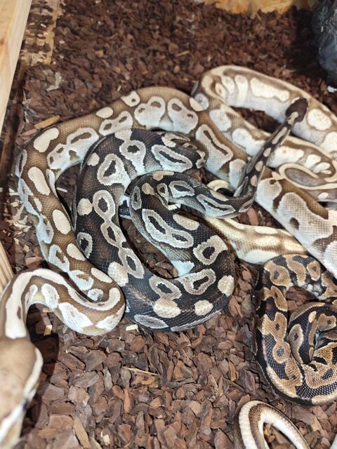 divers+python+suite+arr�t+terrario N�mes (30)