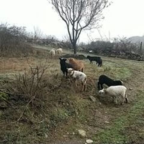   Vente moutons Ouessants pour ecopaturage 