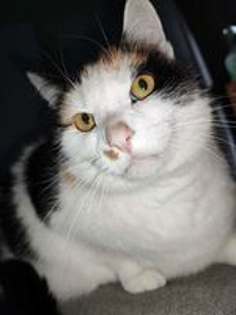   CHOUPETTE, adorable chatte tricolore à adopter via l'association UMA  