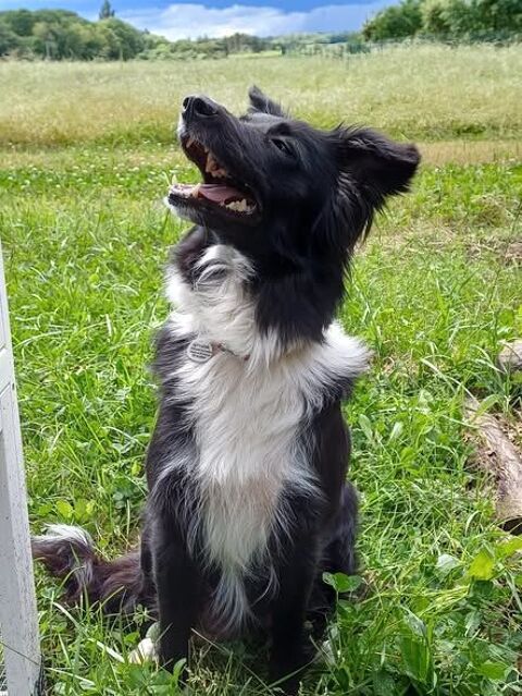 Chien GAIA &agrave; l adoption 250 26160 La b�tie-rolland