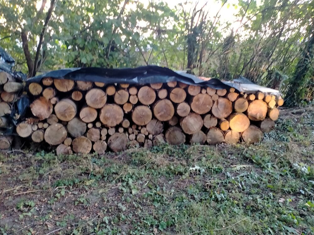 sapins douglas coup&eacute;s en 1 m Bricolage