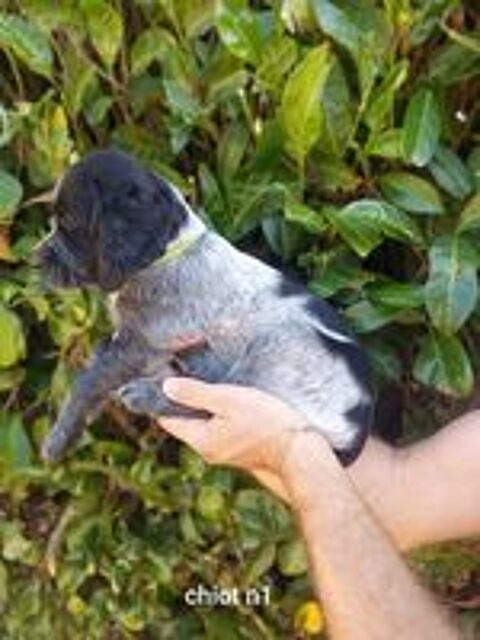   Chiots Épagneul Bleu de Picardie  