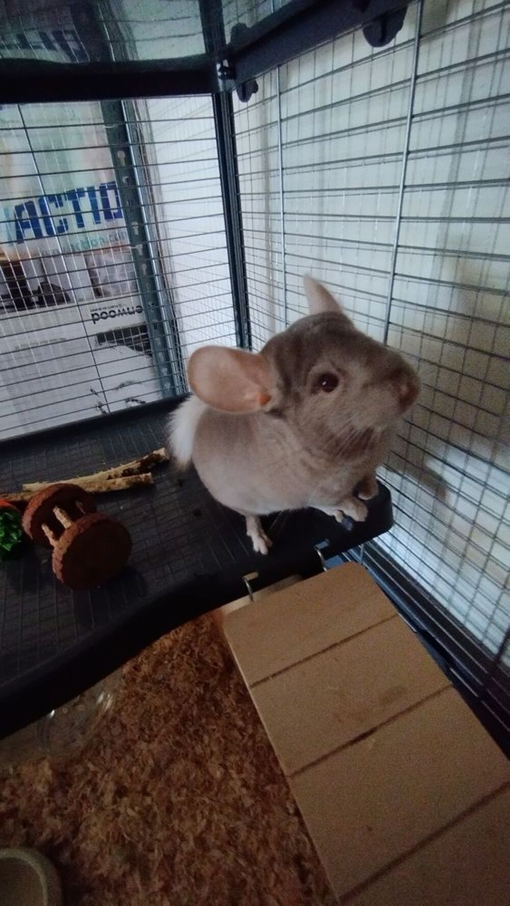   Chinchilla  