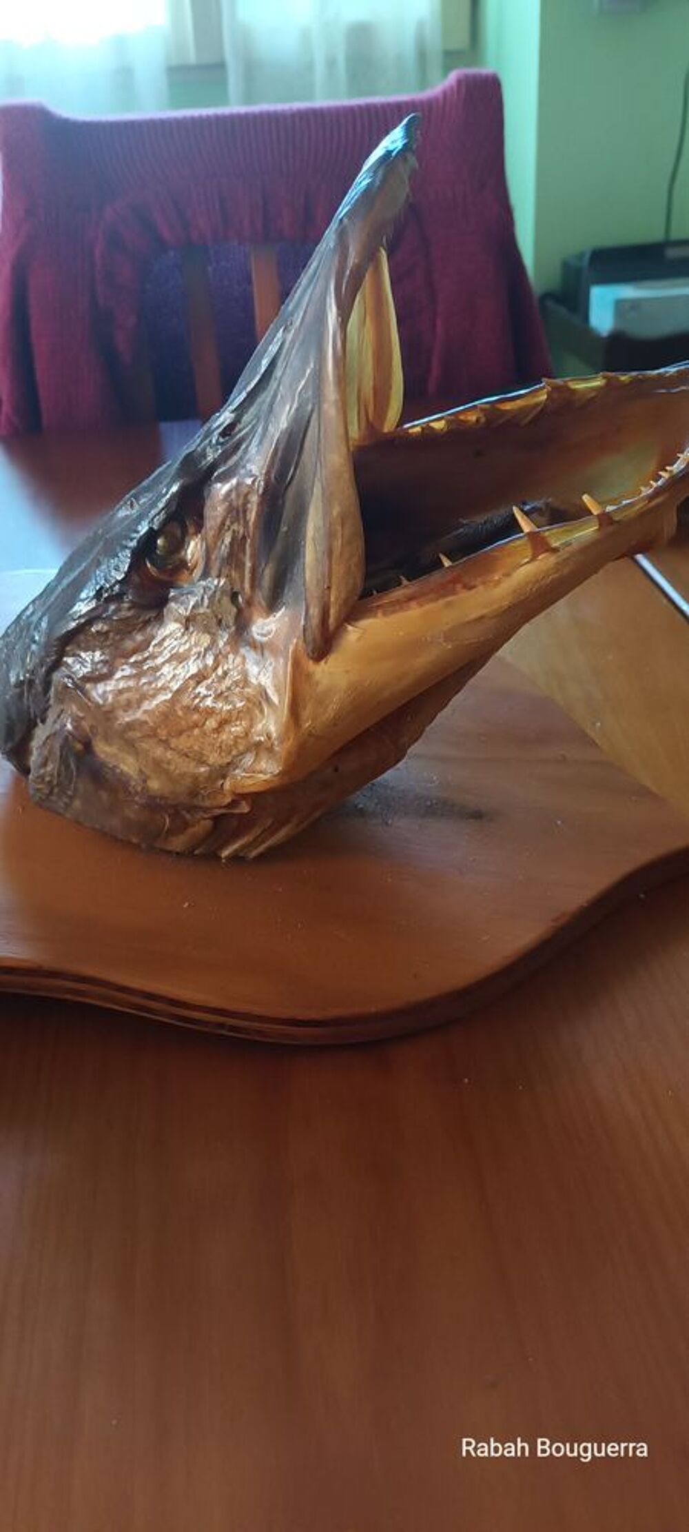 Troph&eacute;e -T&ecirc;te de brochet sur &eacute;cusson D�coration