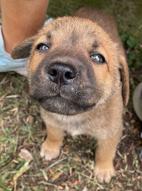 PABLO actuellement en refuge en guadeloupe 0 75018 Paris