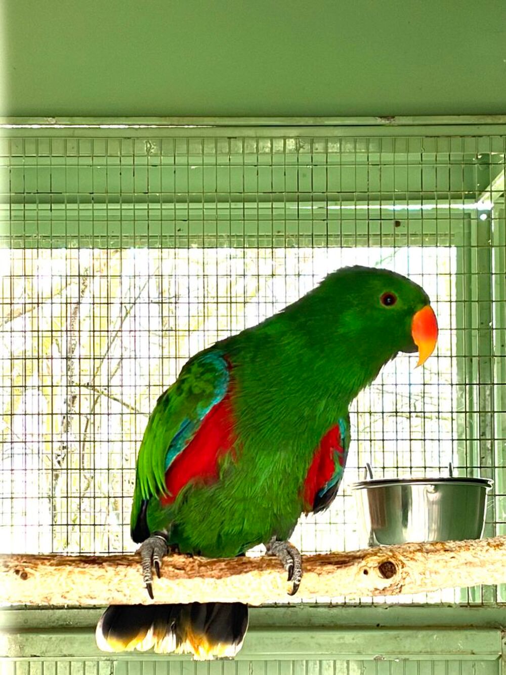   Mâle perroquet Eclectus 