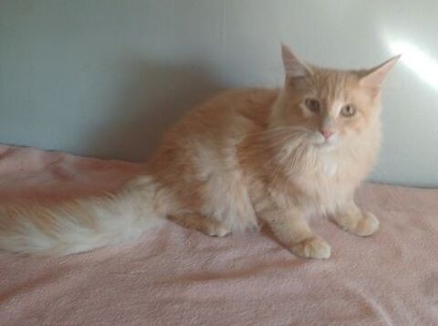 CHATONS MAINE COONS MALES ET FEMELLES 800 74000 Annecy