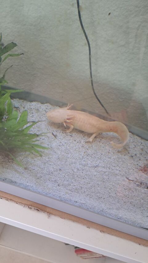 Axolotl 0 33230 Les peintures