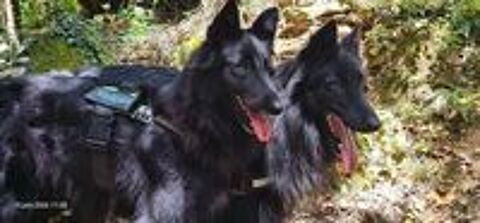   Réserver chiot BERGER BELGE GROENENDAEL NON LOF  