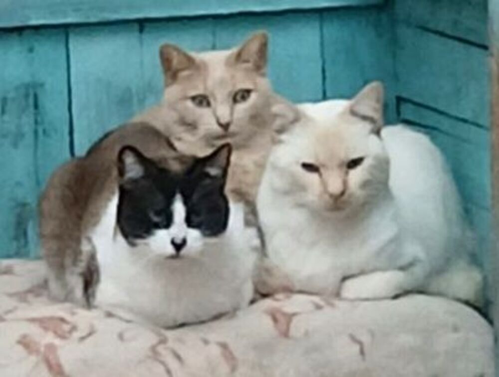   LUCA, BOMBON et IRIS 