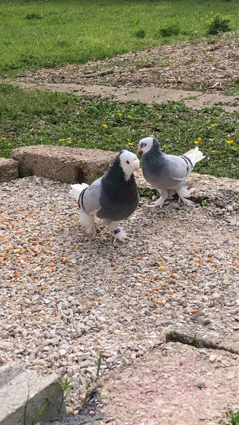 pigeon takla costume ala bleu 100 89400 Migennes