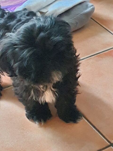 Chiot Shih tzu femelle  0 95330 Domont