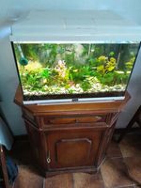   cherche don de poissons d'aquarium contre bon soin et amour 